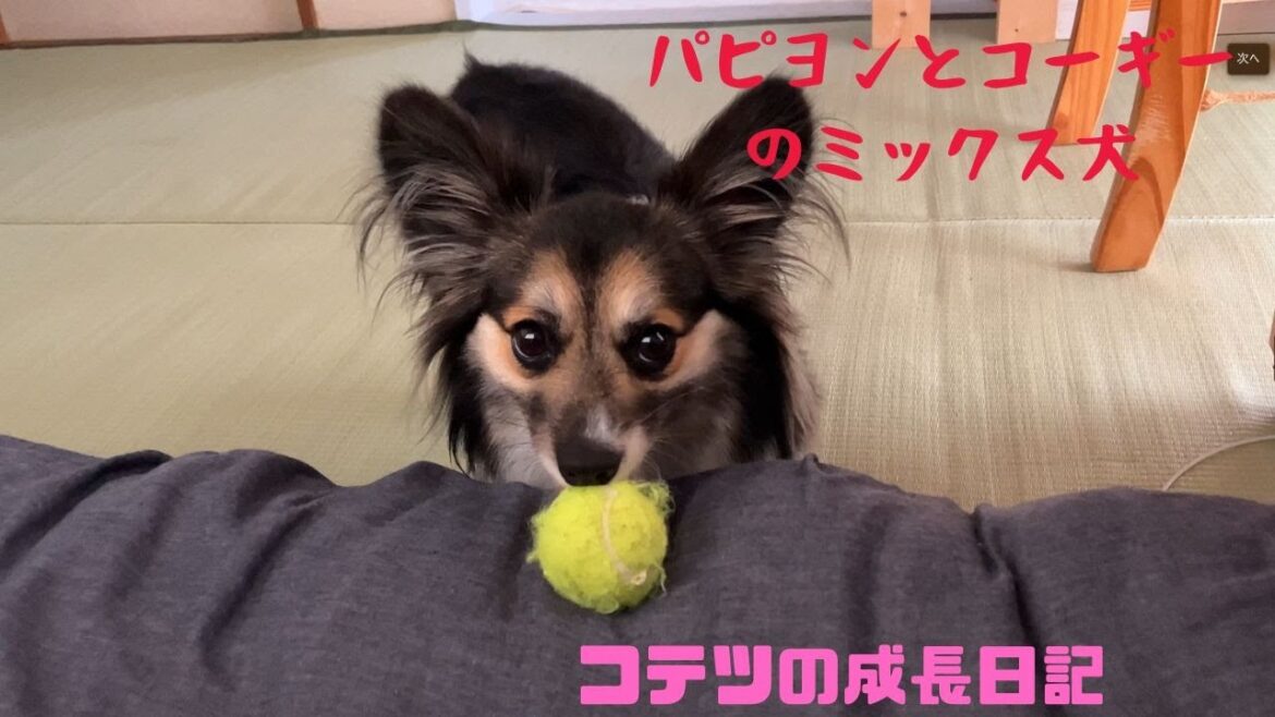 【パピヨンとコーギーのミックス犬】飼い主を起こしに来る犬　dog waking up his master