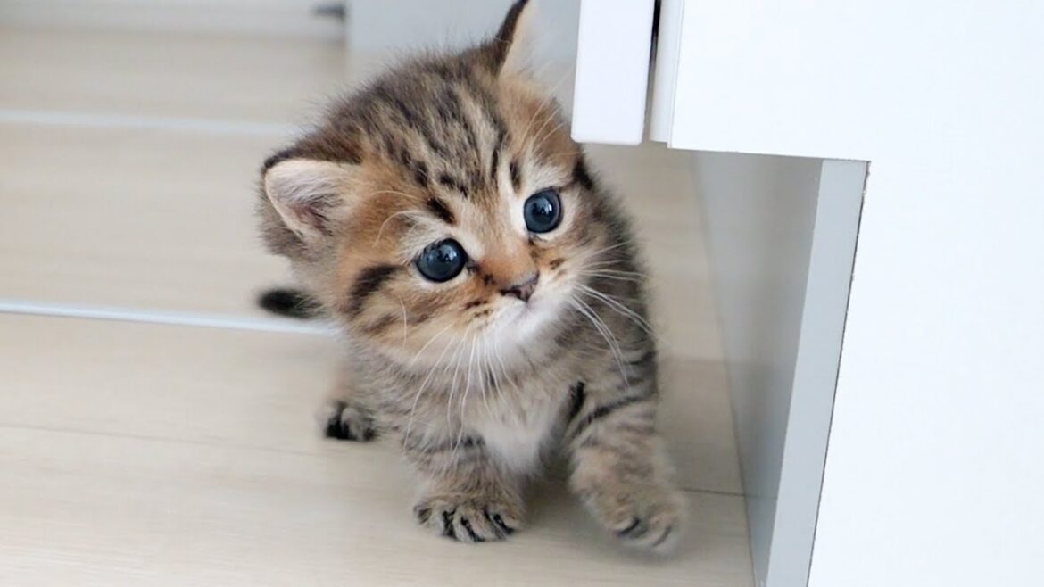 Cat Lili is in the best sweetheart mode ever… Cat Lili is in the best sweetheart mode ever...
