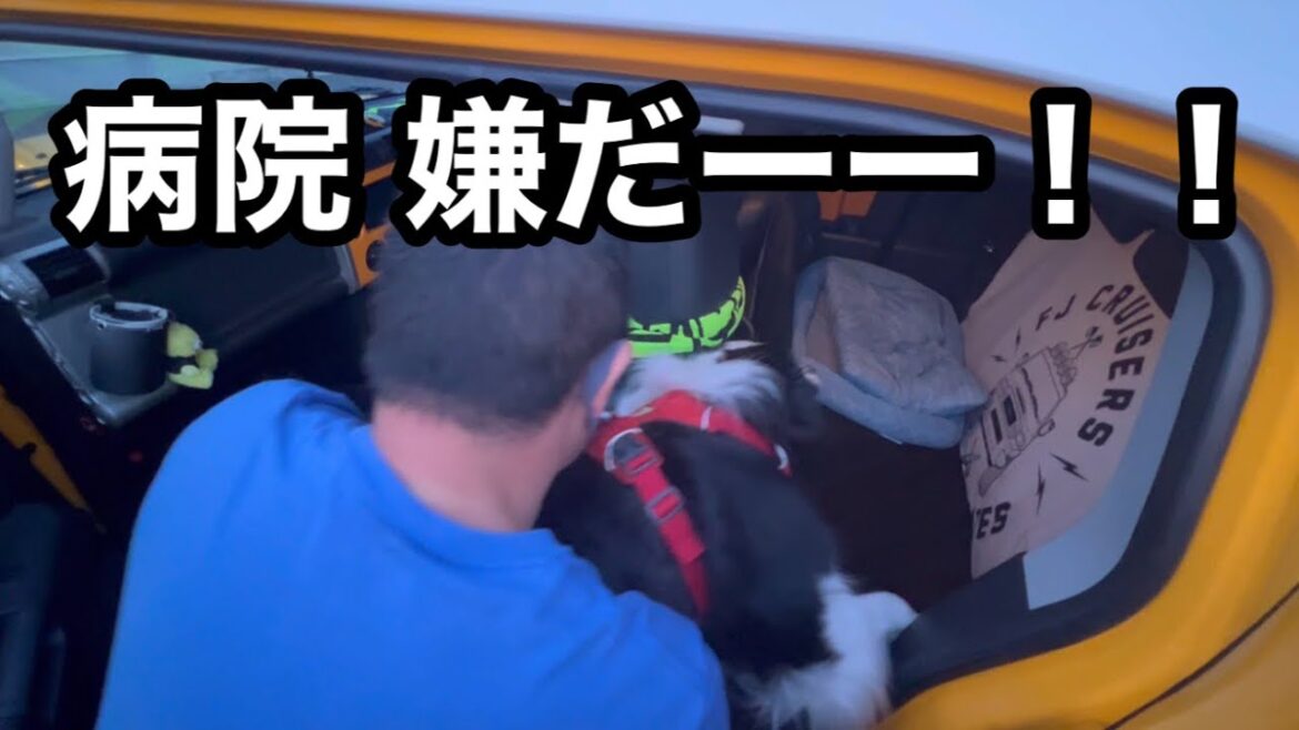 病院に連れてったら全力拒否する愛犬 #ボーダーコリー #bordercollie #かわいい