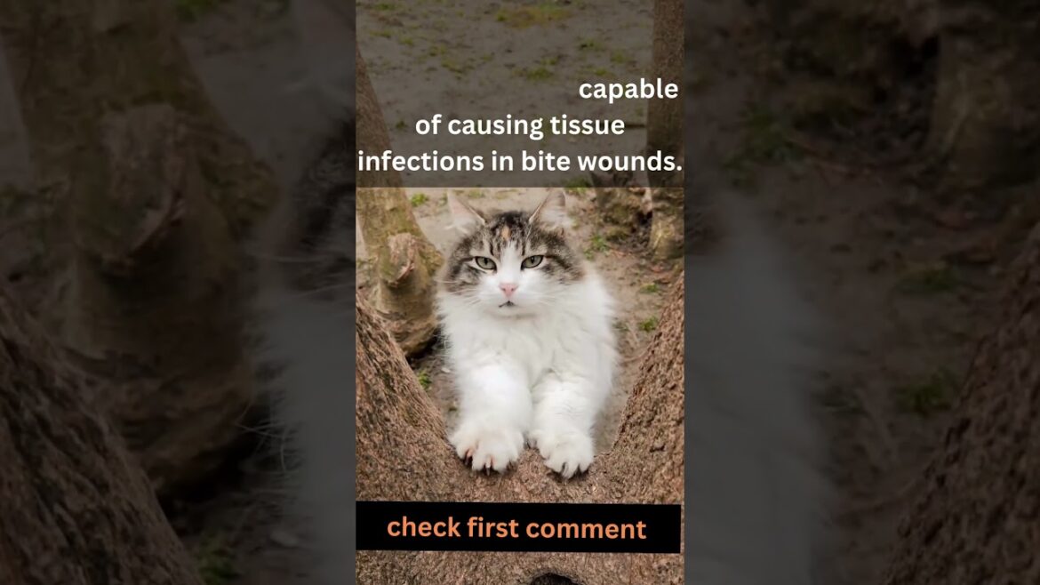 Are cat bites dangerous?-The Results Will Surprise You! #shorts #short
