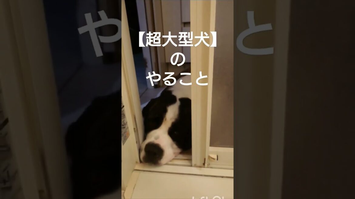 いつもの影【セントバーナード】#いぬ#shorts