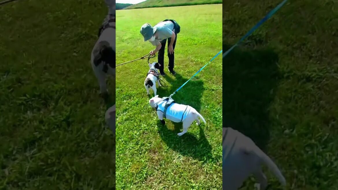秋田犬TAM：超フレンドリーな「ブル・テリア」ちゃんとお友達になりました！