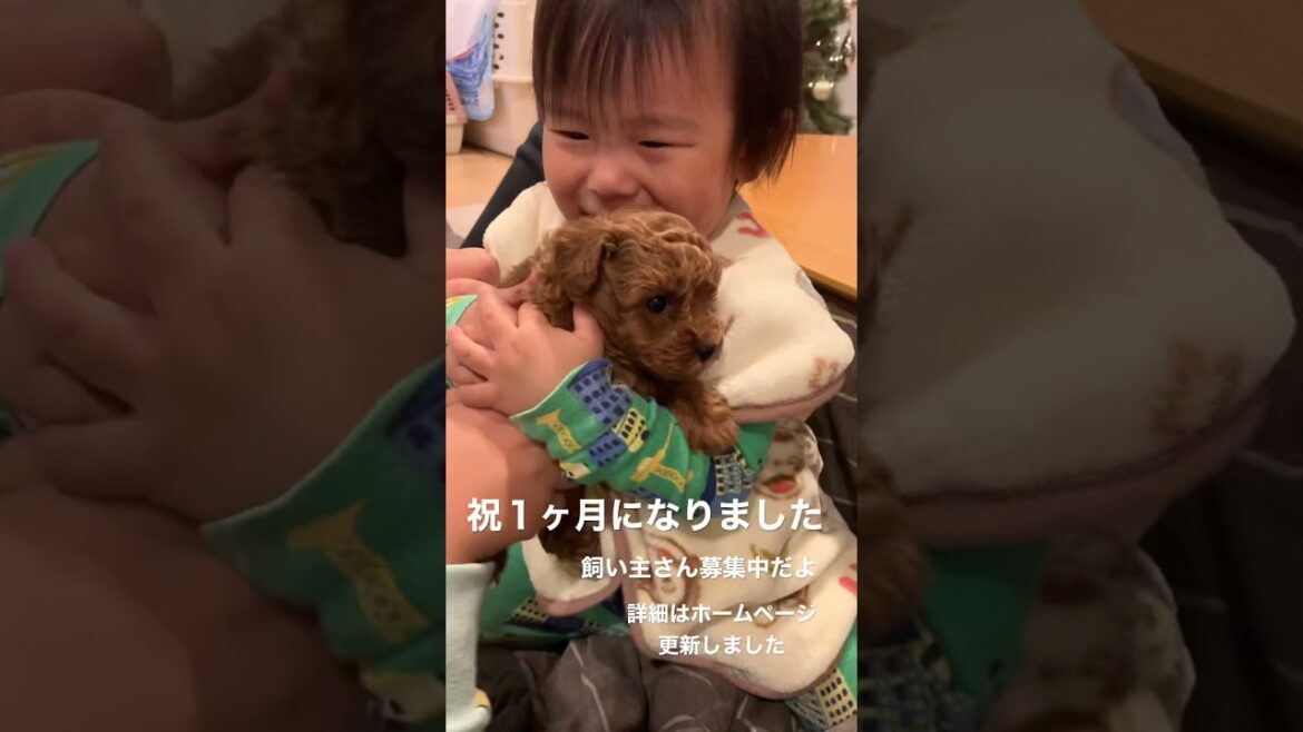 トイプードル子犬飼い主さん募集中！生後1ヶ月になりました！(トイプードルブリーダー)