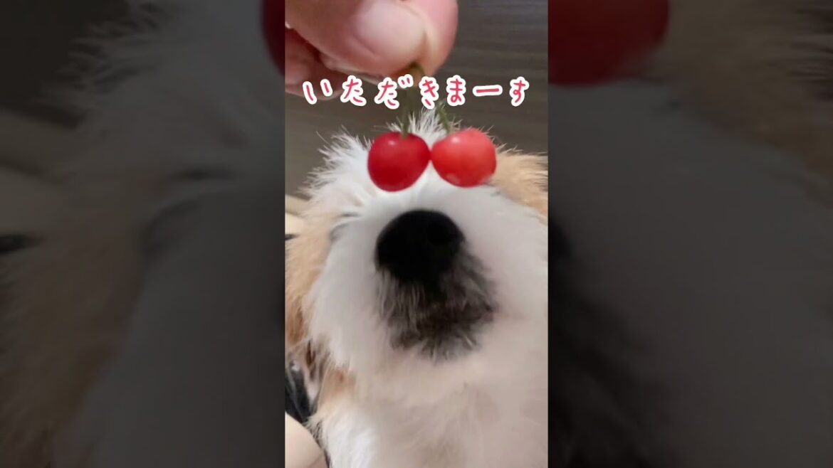 さくらんぼと思ったら…#shorts # #dog #ジャックラッセルテリア