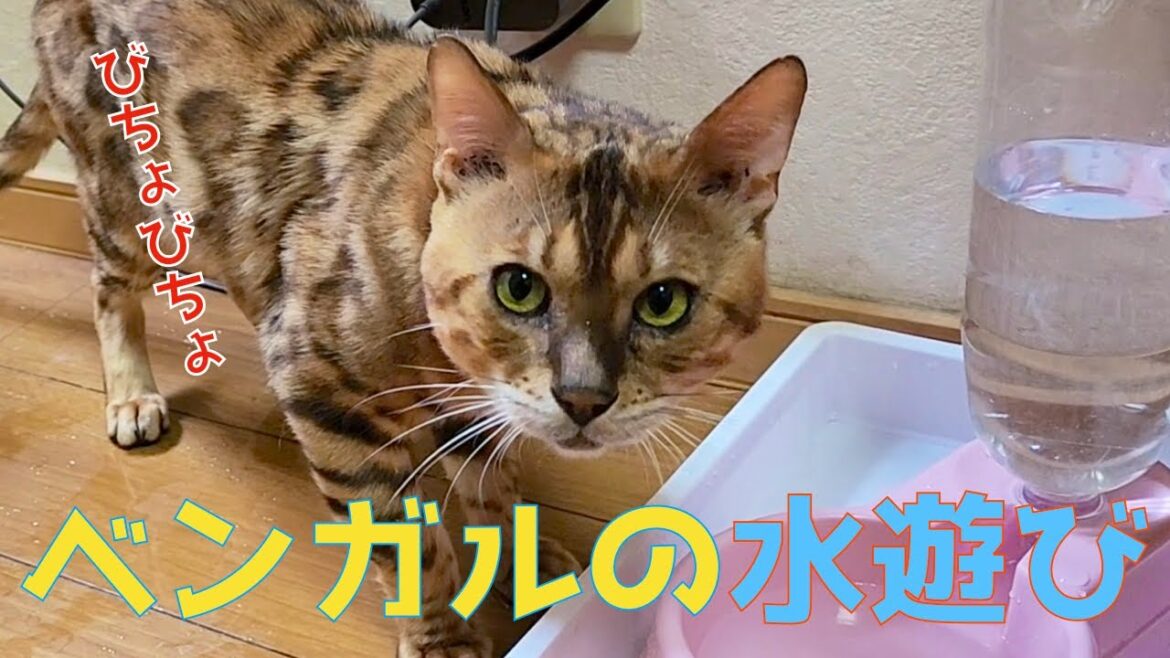 【水遊び】ベンガルの困った水遊びの様子がこちら。