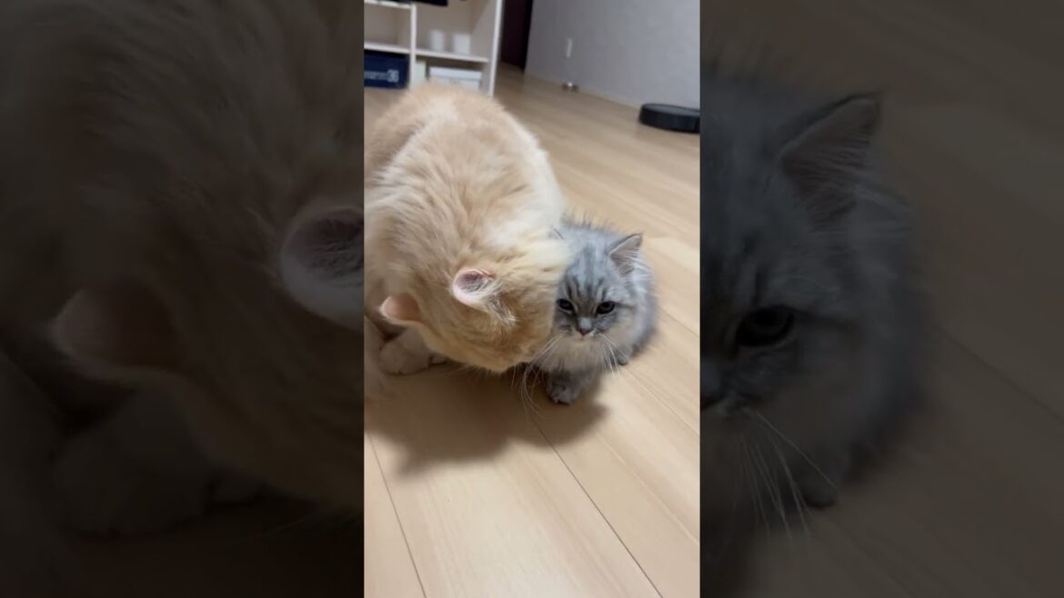 もふもふ猫たちがもふもふし合う動画🐱