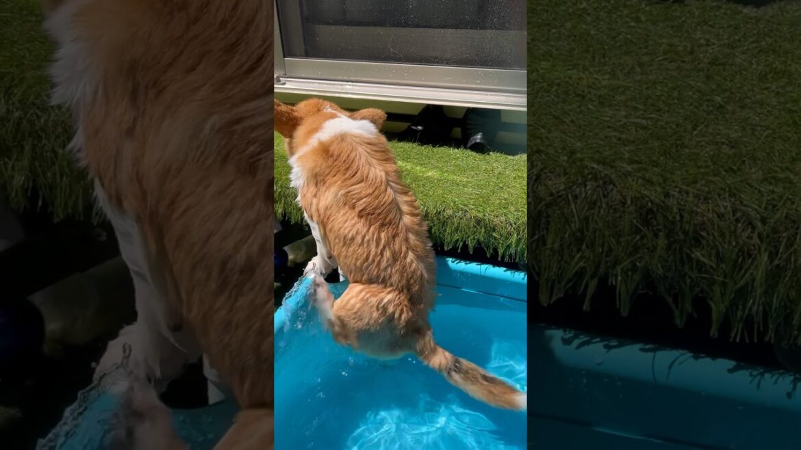 プール開き(前編)🐶puppy corgi仔花🐶初めてのプール #corgi #puppy #コーギー #コーギー子犬