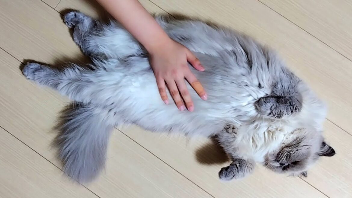 お腹が波打つのでダイエットを決意しました【ヒマラヤン猫】