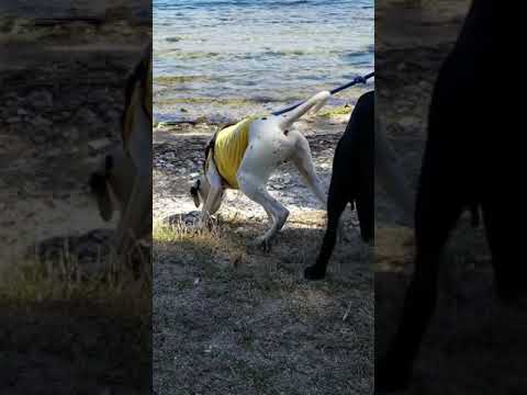 #Shorts ダルメシアンのへっぴり腰が可愛すぎる【天橋立 特別編①】| A Dalmatian backing away are too cute【Amanohashidate Extra①】 #Shorts ダルメシアンのへっぴり腰が可愛すぎる【天橋立 特別編①】| A Dalmatian backing away are too cute【Amanohashidate Extra①】