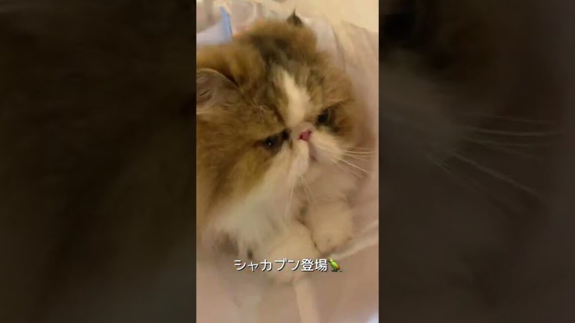 【ペルシャ猫】トンネルであそんでみました😉【猫壱】 #shorts
