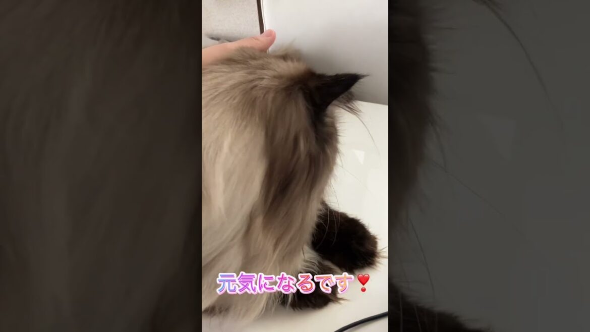 日本で1番大きなサイベリアン？！輸入しました😻 #猫 #サイベリアン #サイベリアンフォレストキャット #子猫