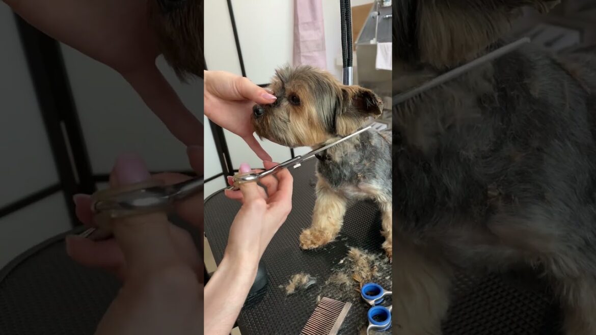 How to trim Yorkie face!