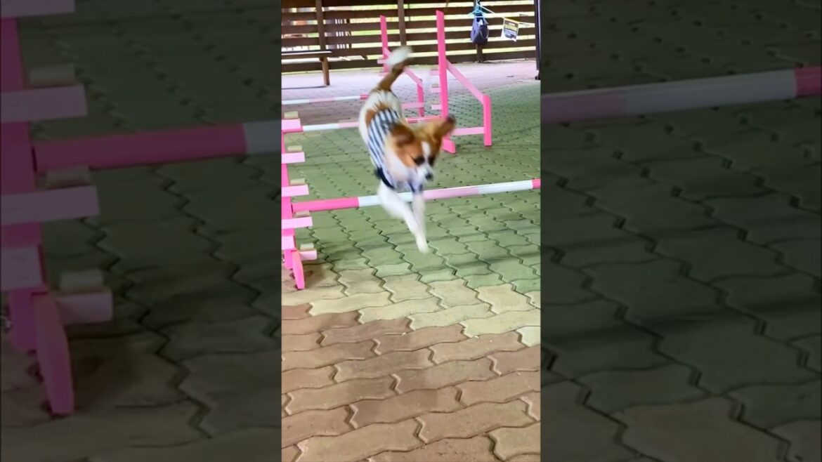 ハードル走に初挑戦🐶💨【#パピヨン 7ヶ月】