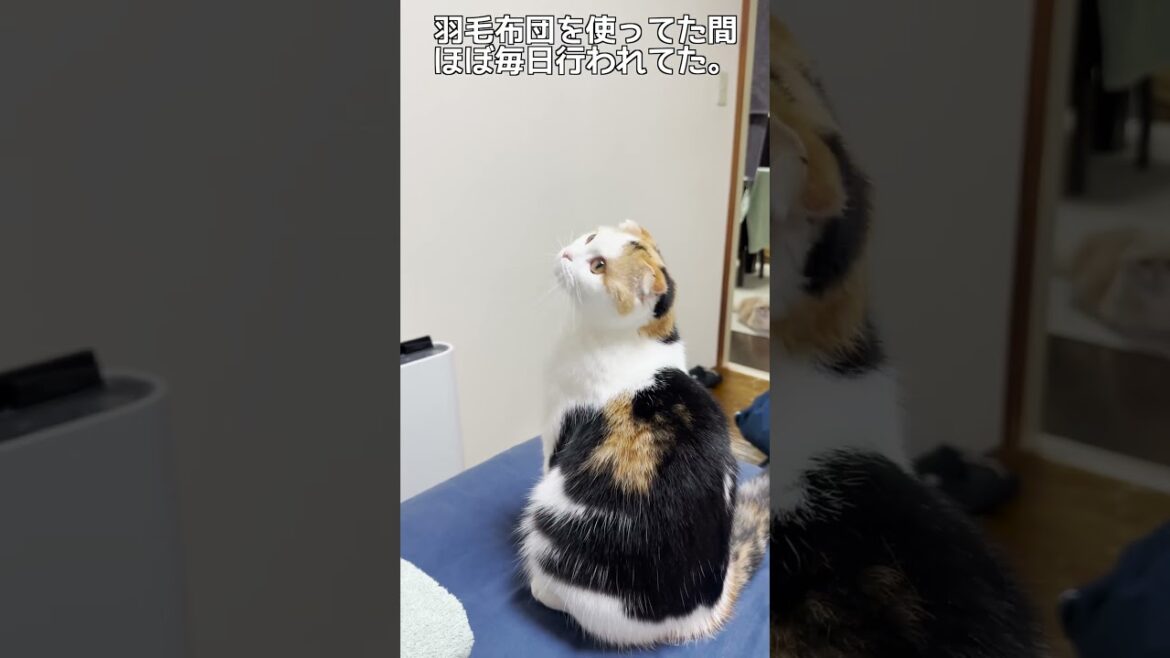 みみちゃん、何を取ろうとしてるの？【スコティッシュフォールド】 #shorts