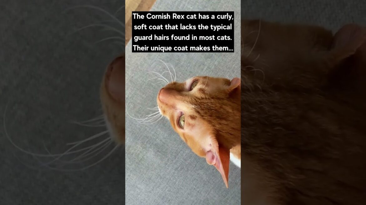 Cornish Rex Cat Interesting Fact 🐈🐈🐈 #shorts