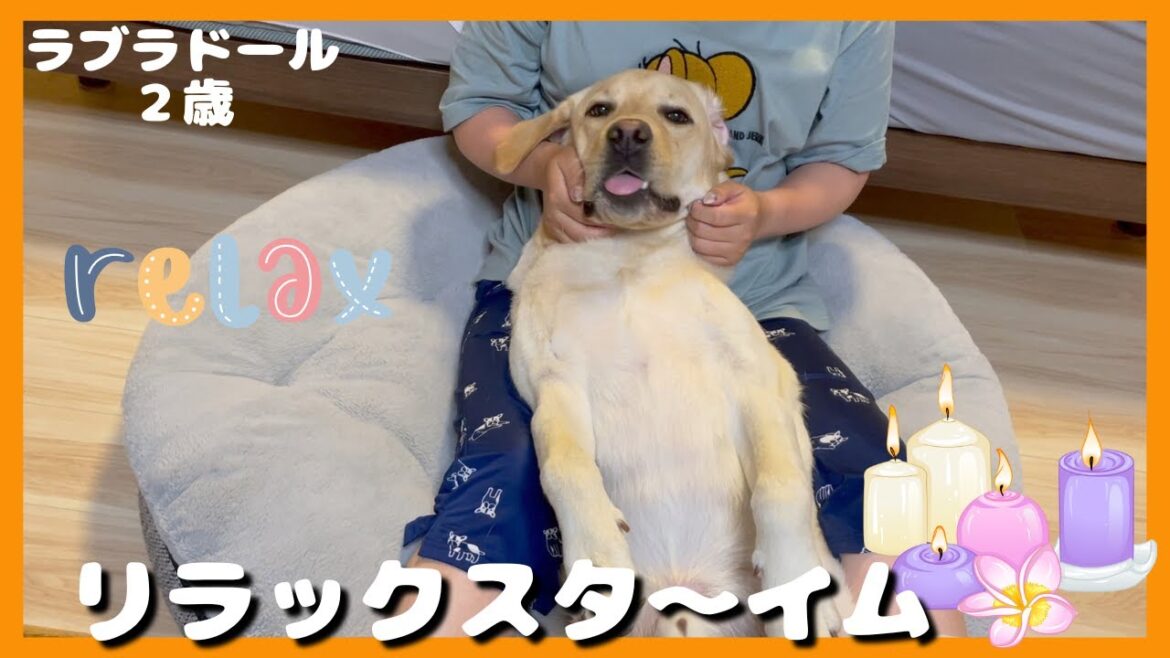 【ラブラドールレトリーバー】飼い主に心を許し過ぎる大型犬２歳　リラックスタイムの過ごし方