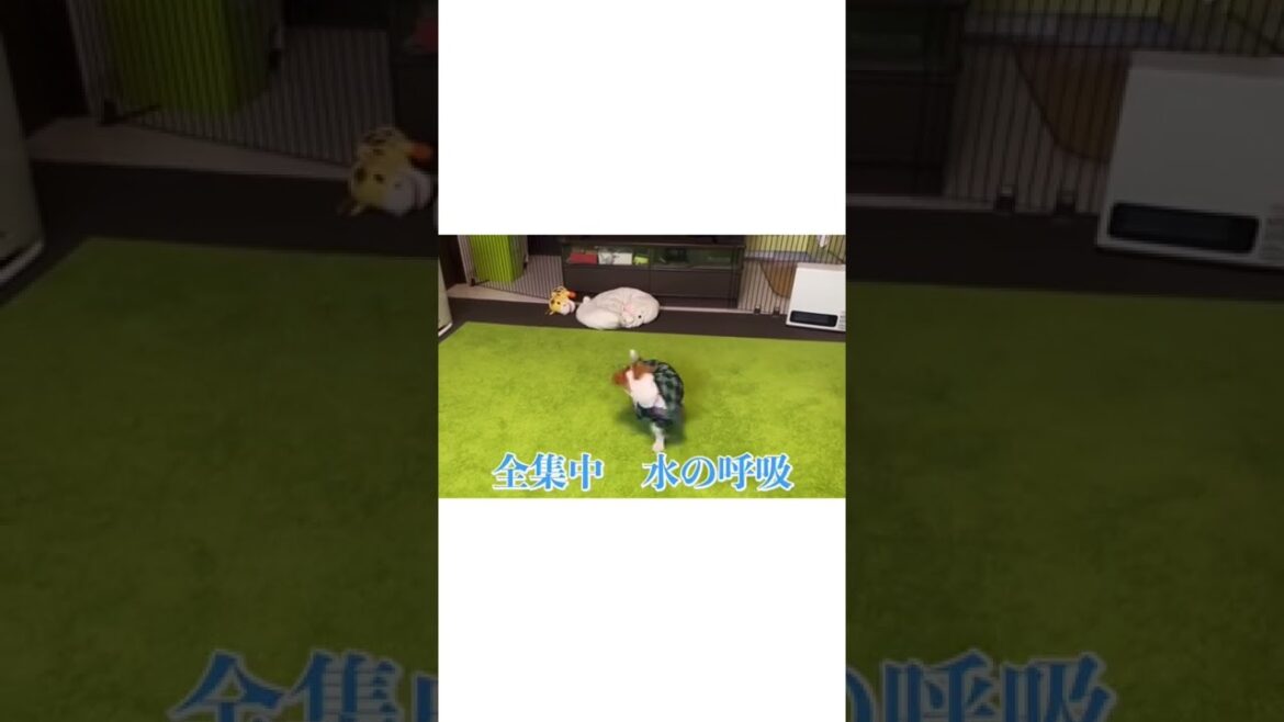 全集中！［しゃべる犬 ジャックラッセルテリア］＃shorts