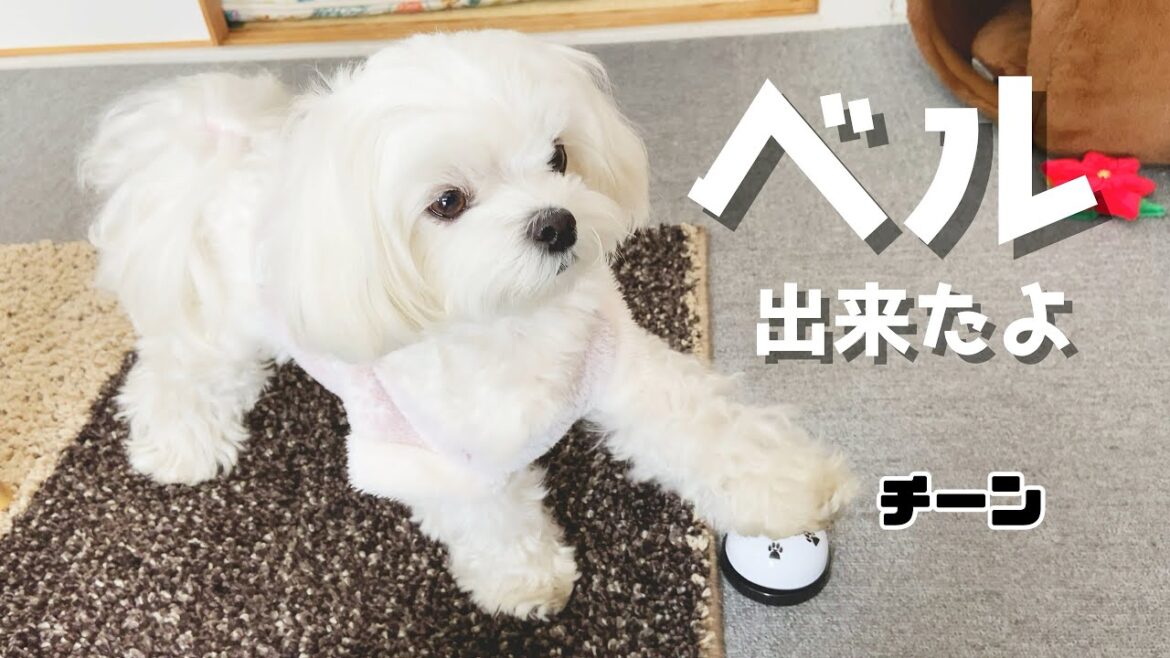 【ドッキリ】犬が突然教えていないベルを鳴らすを覚えていたらパパは驚くのか?【マルチーズ】 【ドッキリ】犬が突然教えていないベルを鳴らすを覚えていたらパパは驚くのか?【マルチーズ】