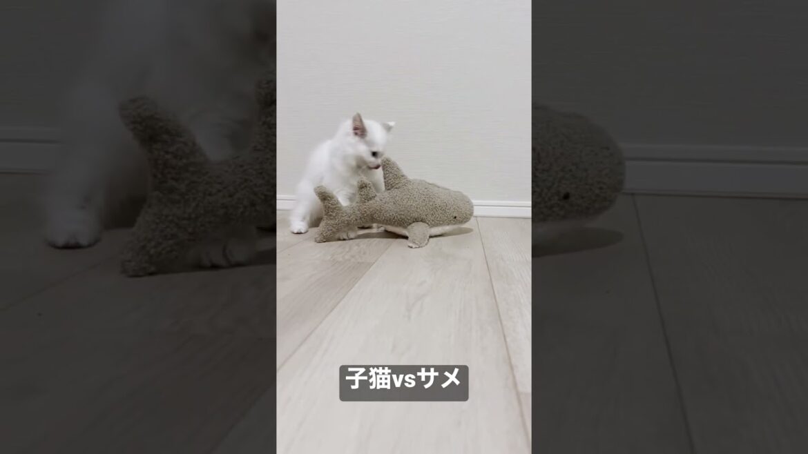 Vlog #4｜子猫vsサメ #shorts #テミー #ラグドール #猫 #子猫 #アンダーテール
