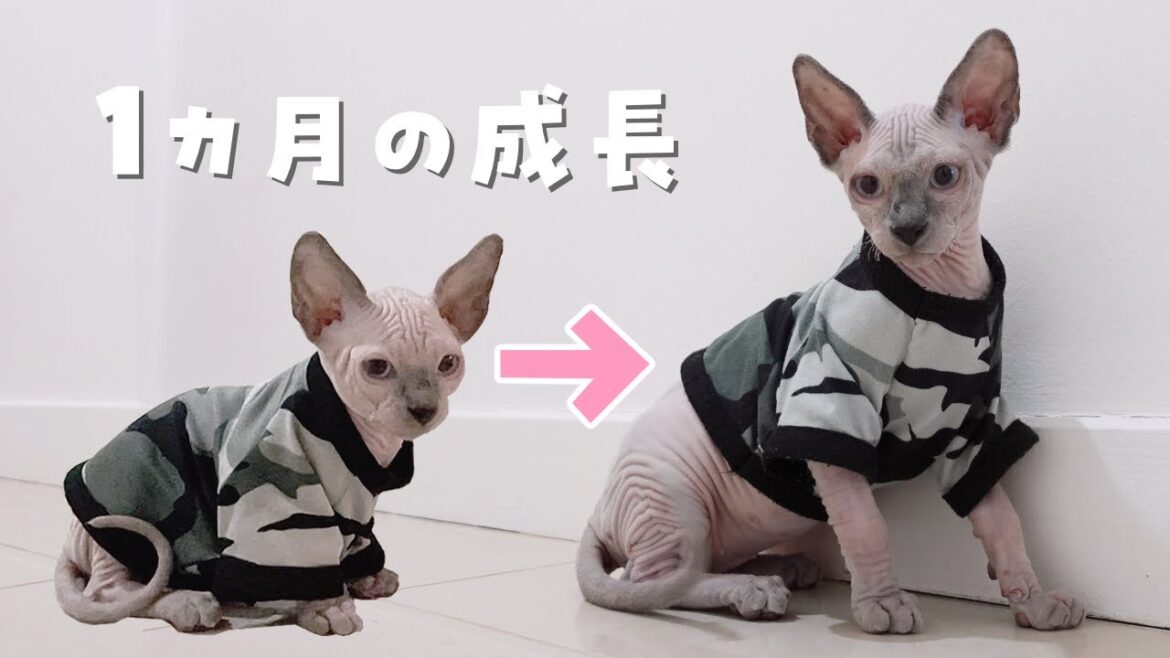 成長早すぎない!?子猫の1ヶ月の成長比較【スフィンクス猫】