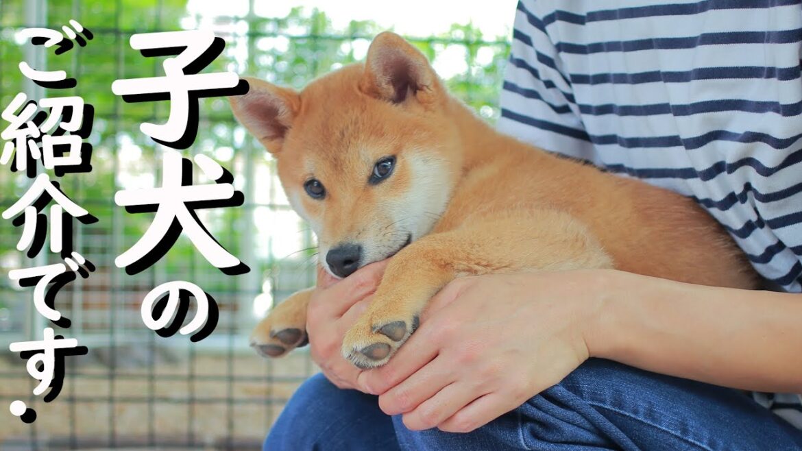 ［柴犬専門店　柴屋］柴犬 子犬のご紹介です！　山口県山口市大内