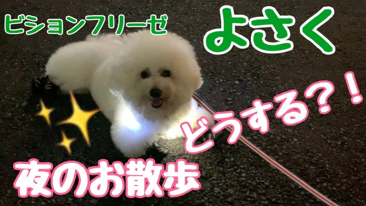 【ビションフリーゼよさく】夜のお散歩どうする！？街にパリピ犬現る！！笑