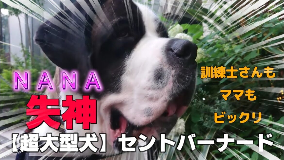 【超大型犬】セントバーナードNANA４８回目★NANAが失神★きっかけは・・