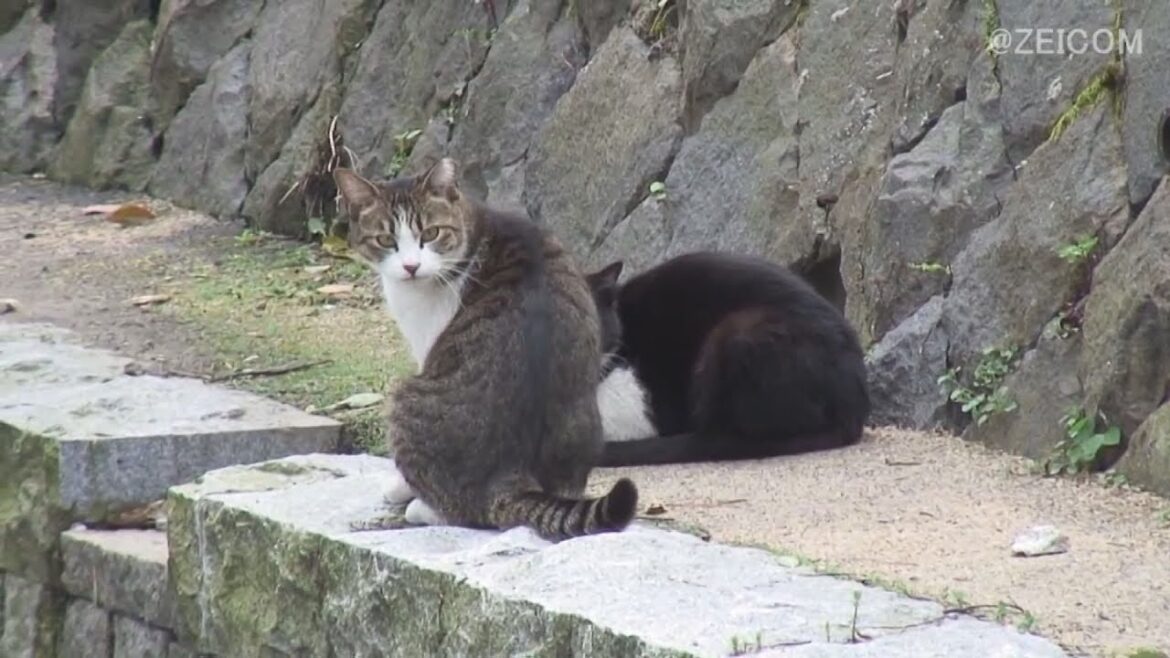Japan Cat Trip, Nara-Day 4(1) / 日本猫旅,奈良-4日目(1)