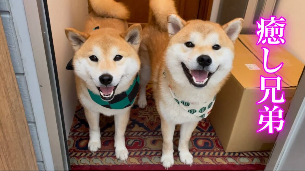 この柴犬巨体兄弟が仲良くて癒されます♪