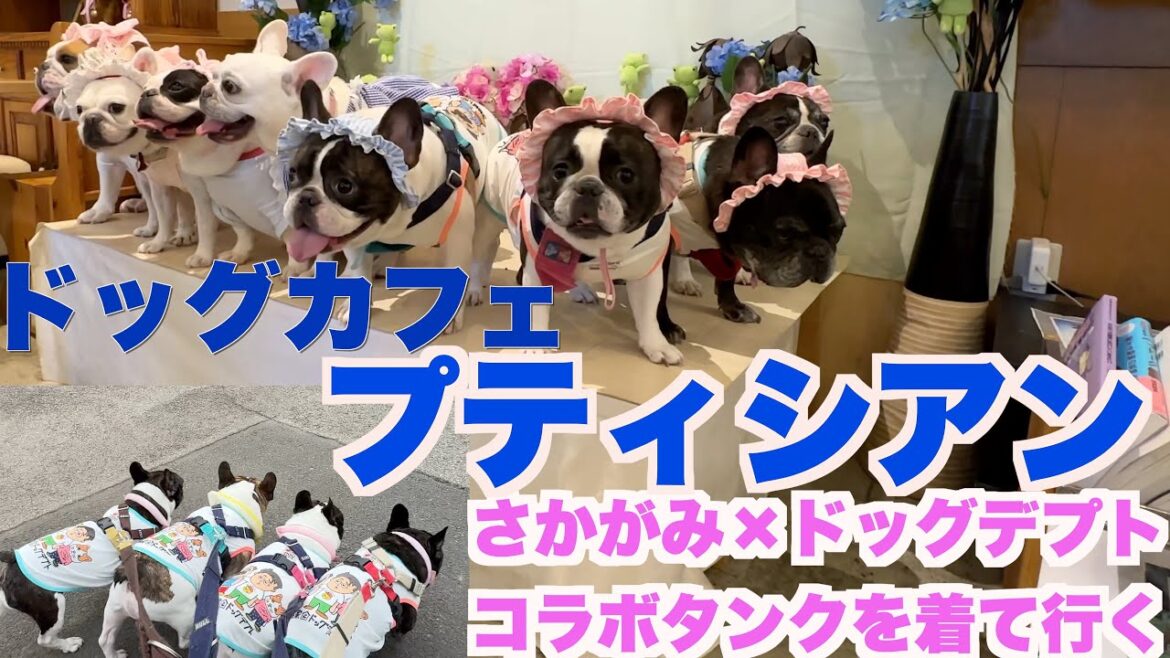 さかがみ家×ドッグデプト コラボタンクを着て行く ドッグカフェ プティシアン 【 フレンチブルドッグ french_bulldog 】