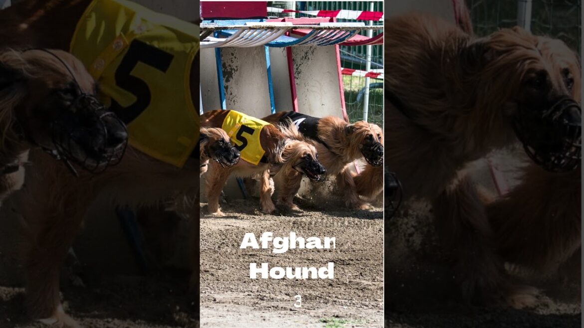 โก๏ธ๐ The 5 Fastest Dog Breeds In The World! โก๏ธ๐ The 5 Fastest Dog Breeds In The World!