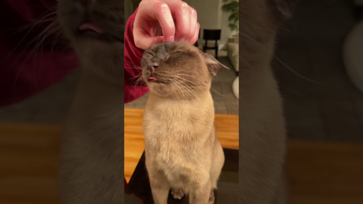 My Cat's Reaction to Scritches ❤️ Cute Cat Blep | Simon 猫 #shorts