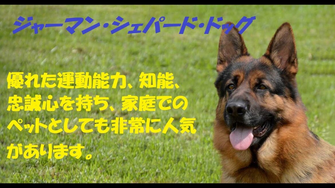ジャーマン・シェパード・ドッグは、警察犬、軍用犬、盲導犬、サーチ・アンド・レスキュー犬、動物介助犬など、私も実際に飼っていましたがものすごく忠実でかわいかったですよ(^▽^)/