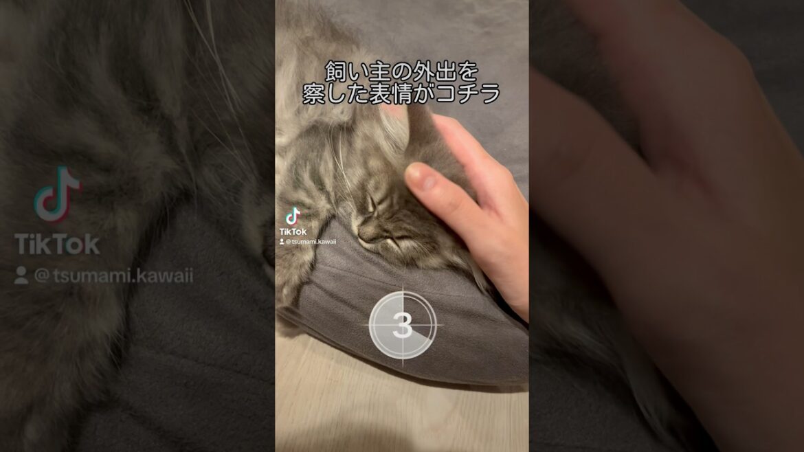 溢れ出る絶望感・・・ #ラガマフィン #つまみちゃん #かわいい #kitten #猫 #cat #子ねこ #shorts #おすすめ