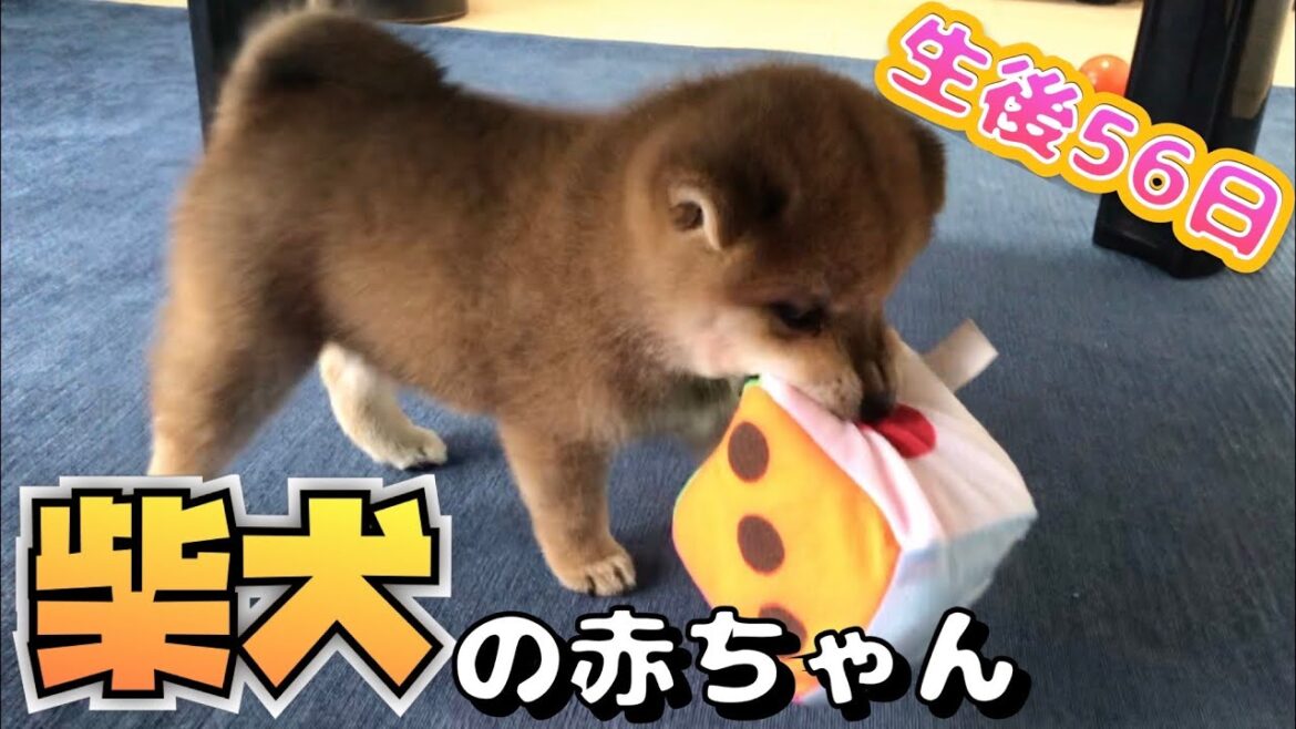 【生後56日】我が家に初めて、柴犬の赤ちゃんがやって来た