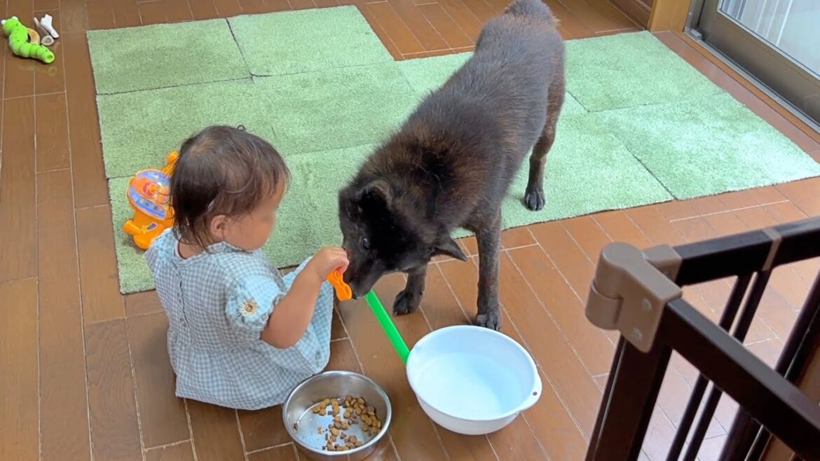 愛犬の行動がいちいち保護者目線な件【甲斐犬と赤ちゃん】
