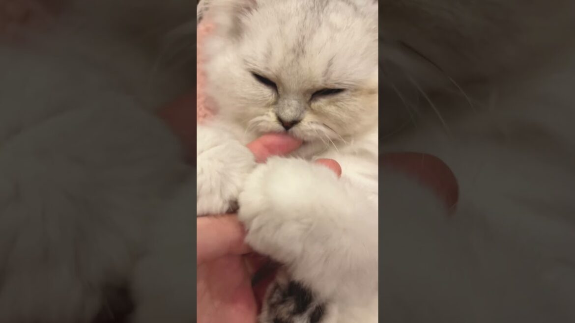 眠たい猫 #shorts #チンチラシルバー #ペルシャ