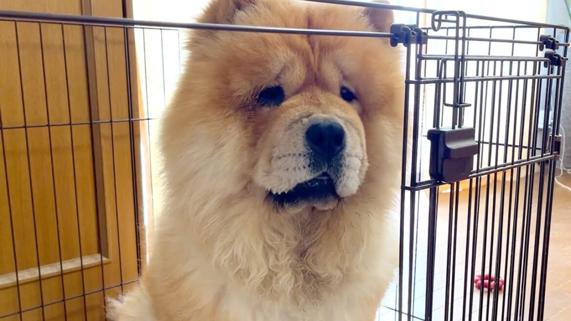 自分で食べたのに「なくなったんですけど？」な顔のチャウチャウ犬
