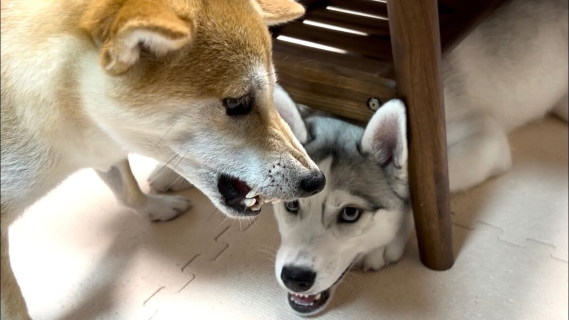 柴犬とシベリアンハスキーが口喧嘩してたらトイプードルに一喝されました