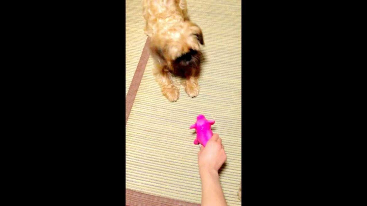 ぶたと会話する犬（ブリュッセルグリフォン）