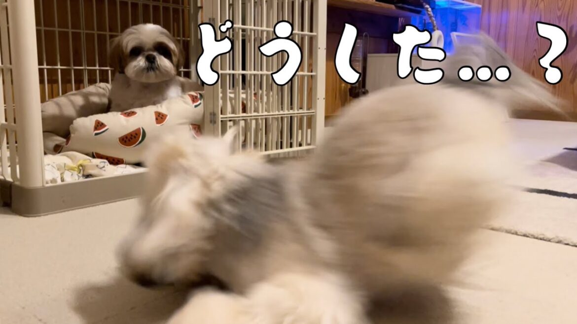 [シーズー多頭飼い]ﾄﾞｯｸﾞﾗﾝ/動物病院/らいくんには敵わない…？