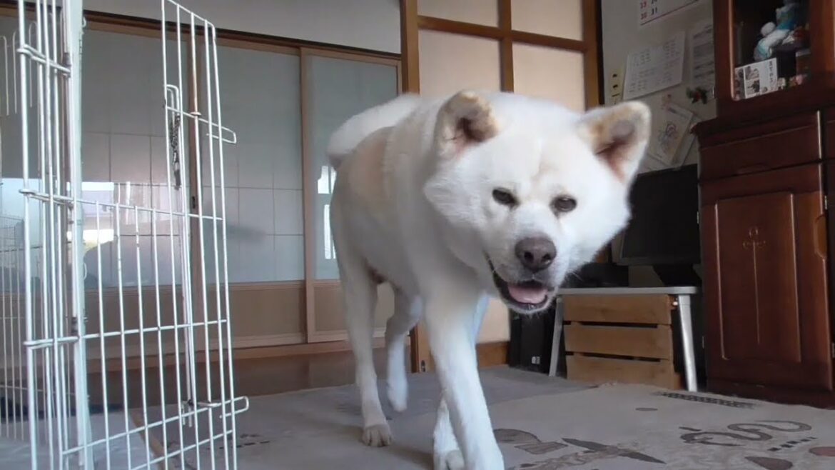 【秋田犬ゆうき】どんなにぐうたらな時でも飼い主の後を追うのは犬の務めと部屋に戻って来る【akita dog】