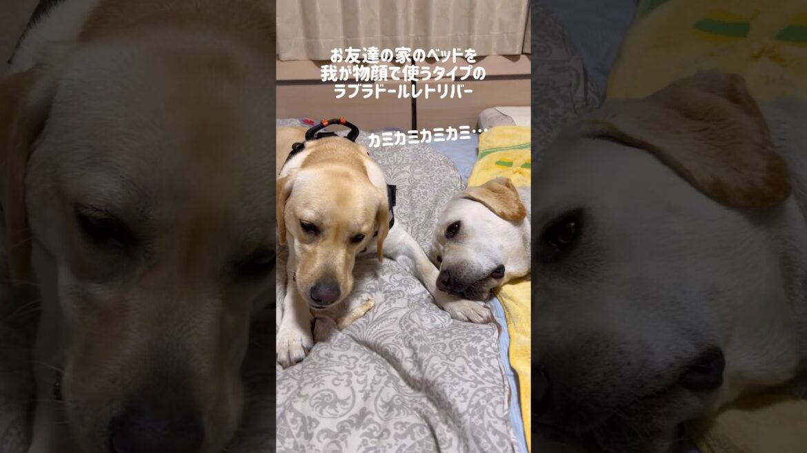 お友達の家のベッドを我が物顔で使うタイプのラブラドールレトリバー#shorts #labradorretriever #大型犬 #dog