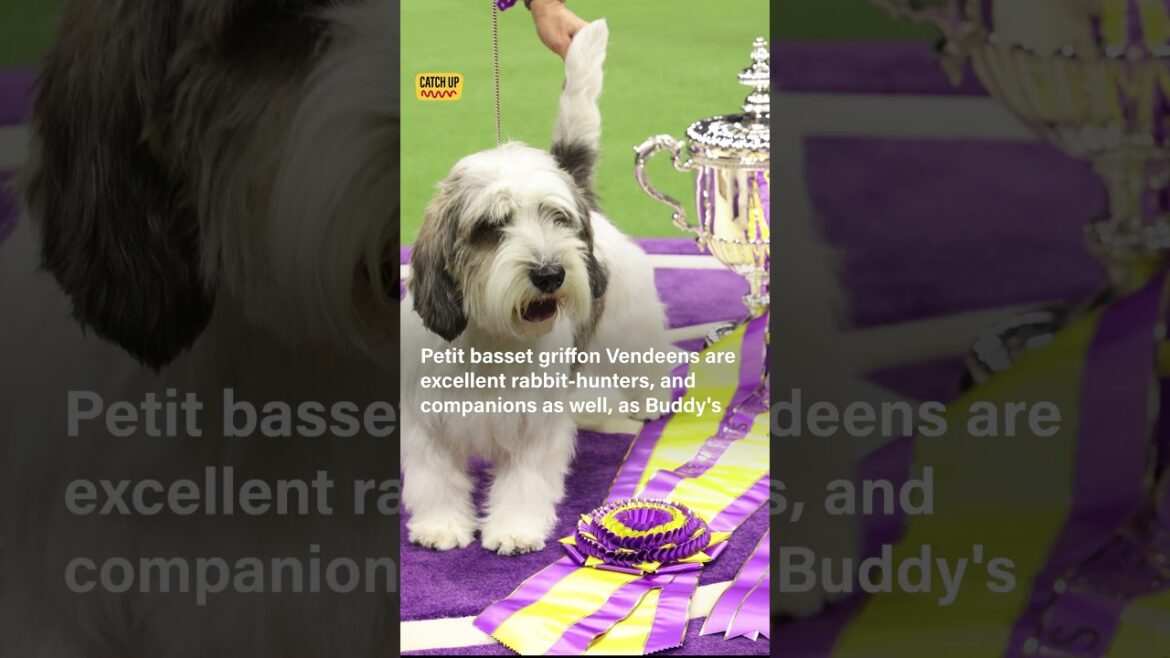 Historic Win: Petit Basset Griffon Vendeen Claims Top Prize at U.S. Dog Show
