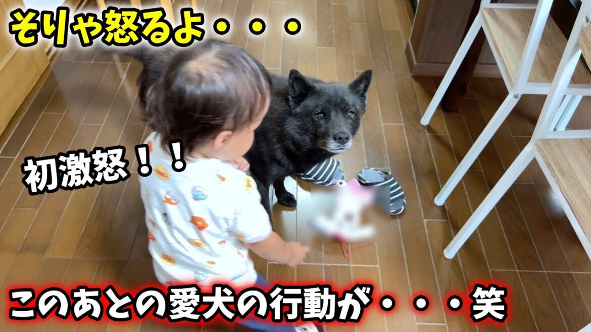 大好きな娘を激怒させてしまい、愛犬がこうなりました・・・笑