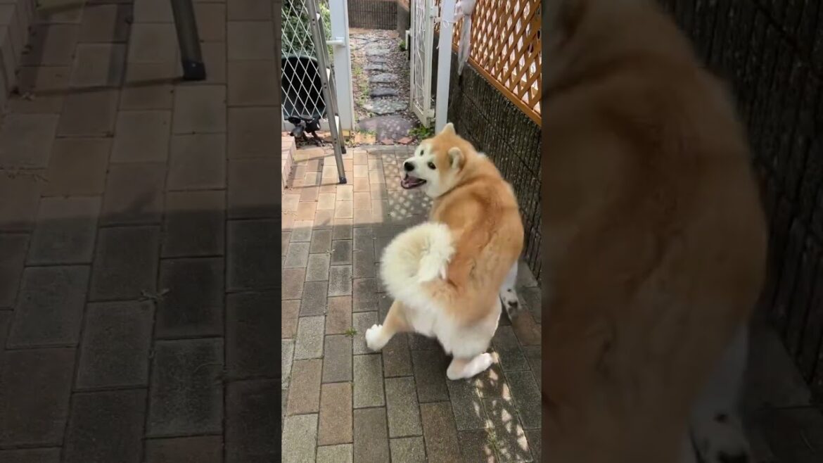 【秋田犬なな】お散歩だよー🐾はりきり過ぎ💨 #あきたいぬ #秋田犬 #akitadog #akitainu #ハッピーフェイス秋田犬なな