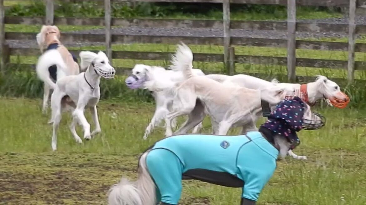 2023年初夏のサルーキオフ会！姉妹同士♪（Saluki）