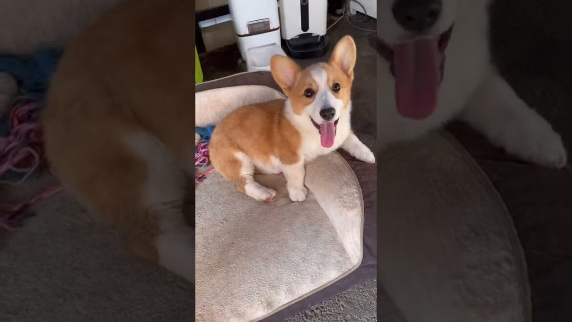 【犬】社長に注意される部下（飼い主）【コーギー子犬】#shorts #corgi