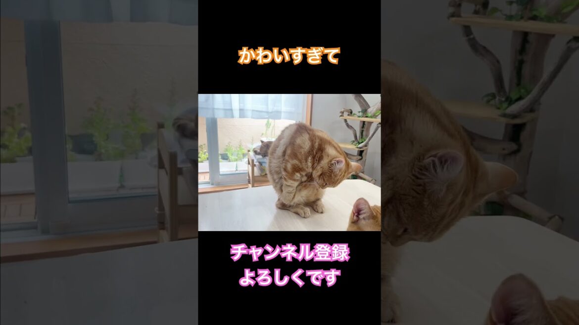 マンチカン立ちで毛繕いするちゃーぼーがかわいくてごめん #shorts