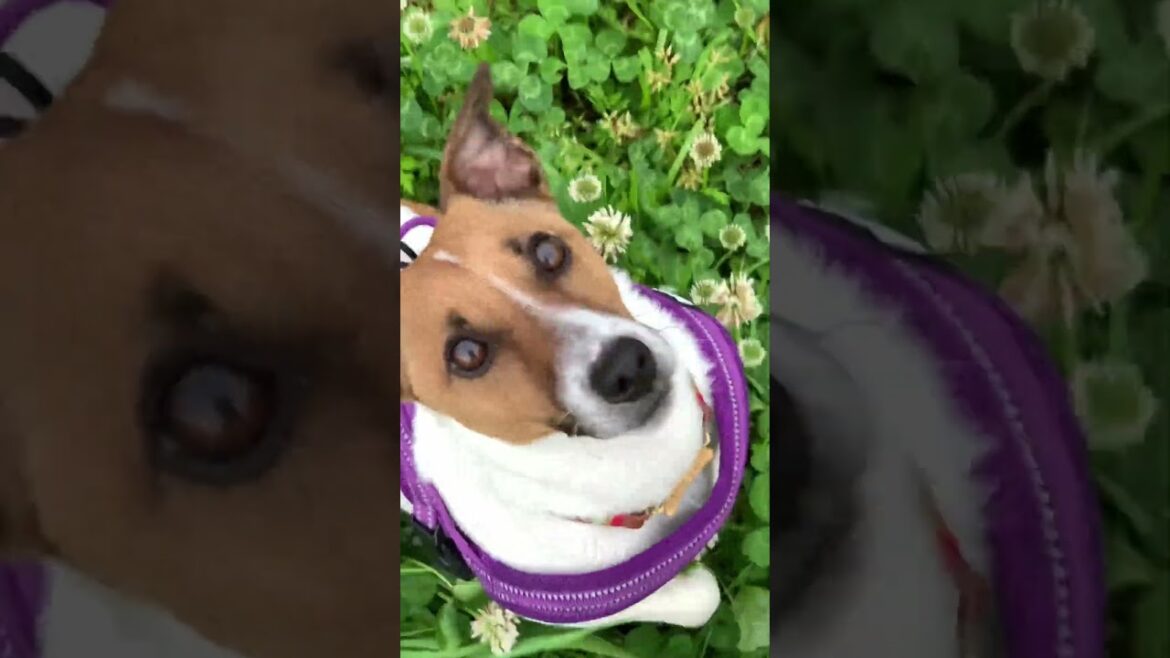 朝から元気‼️ #jackrussell #ジャックラッセルテリア #いぬのいる生活 #さんぽ